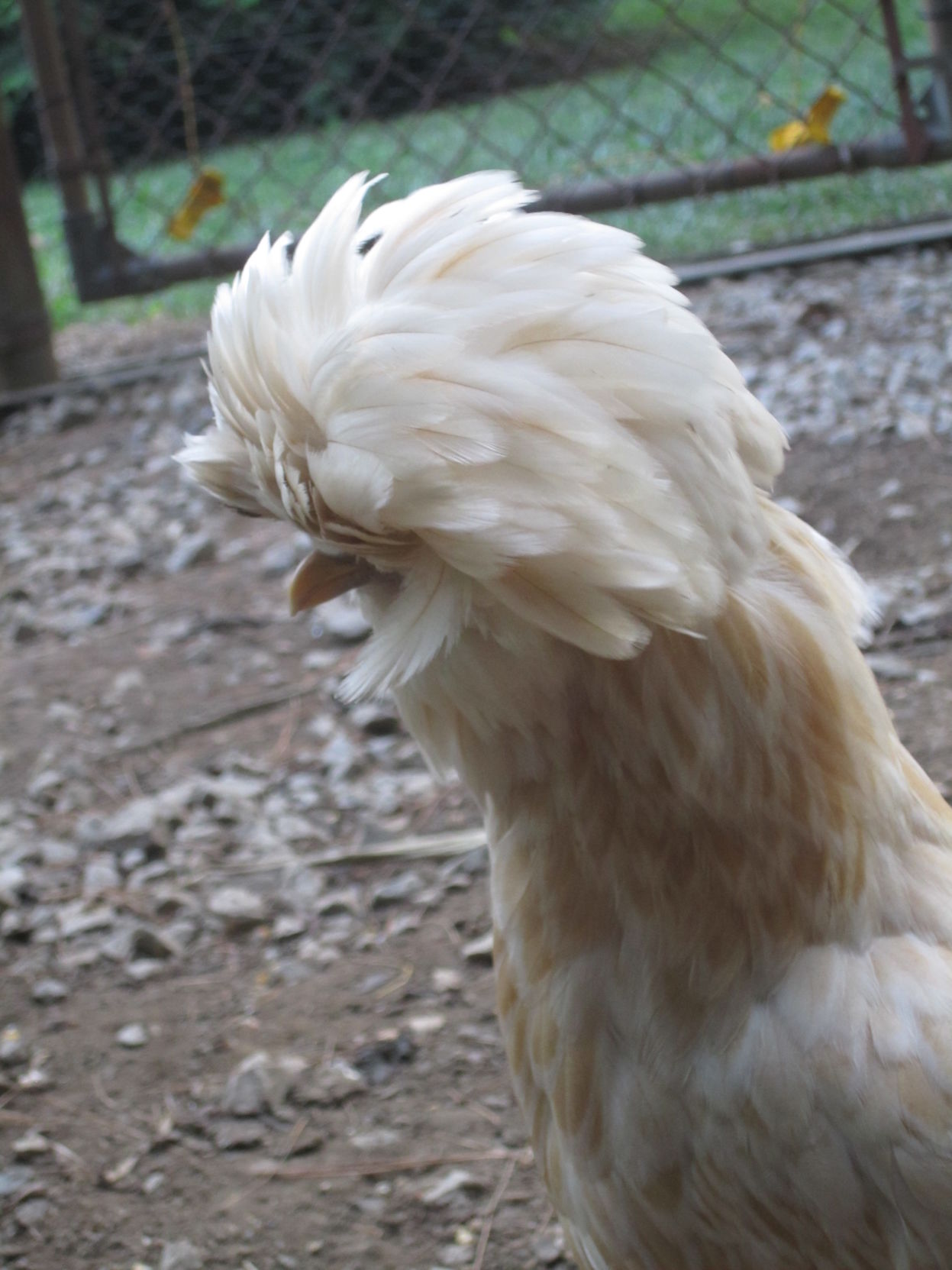 Buff laced Polish hen (copy)
